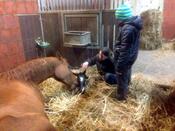 unser Fohlenjahrgang 2014 unser Fohlenjahrgang 2014