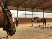 Reitabzeichenprfungen 2018